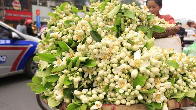 Sau Tet, dan Ha thanh choi hoa que thom lung nua trieu/kg