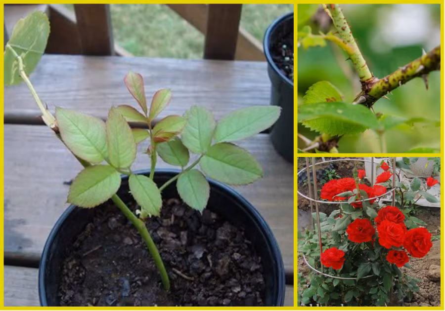 Meo trong hoa bang canh nhanh, gon ma cay van khoe, bong no 4 mua