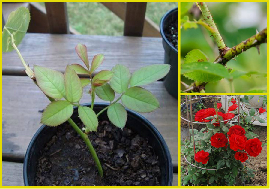 Meo trong hoa bang canh nhanh, gon ma cay van khoe, bong no 4 mua