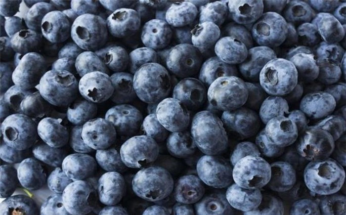 Ăn quả việt quất, vốn chứa nhiều chất dinh dưỡng và chất chống oxy hóa có thể ngăn ngừa lão hóa, cải thiện chức năng da và não bộ…