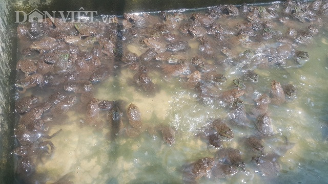 8X Nam Dinh ve que nuoi loai ech 