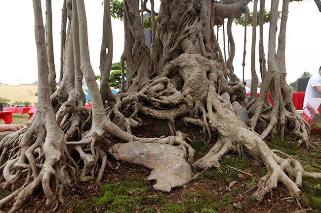 Những nghệ nhân xưa chỉ “kí” một ít đá dưới gốc để làm nổi bật bộ rễ. Chủ nhân của cây sanh cho biết, nếu tưới nước vào thân, rễ cây thì toàn bộ thân, rễ ánh lên mộ màu vàng óng chứng tỏ cây rất nhiều năm tuổi.