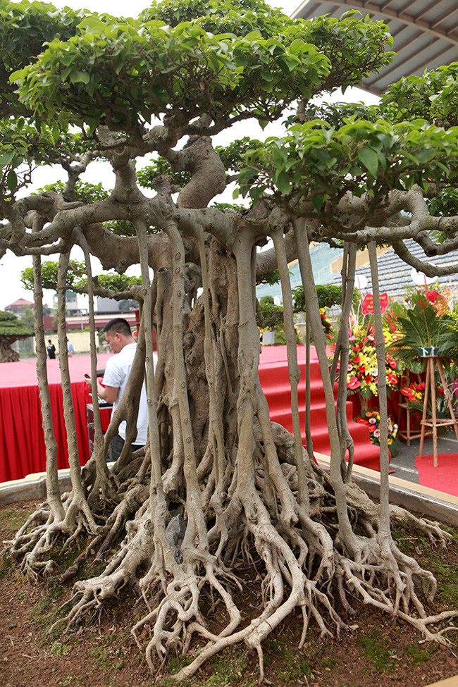 Chủ nhân của tác phẩm thông tin, thời điểm đỉnh cao (năm 2010), đã có người trả 18 tỷ đồng nhưng anh không bán. Hiện tại, giá của cây khoảng gần 10 tỷ đồng. Nói về tác phẩm sanh cổ này, anh Toàn cho biết, sở dĩ cây có tên “lực sĩ” bởi nhìn tổng thể cây như một người lực sĩ, hai tay cành sang hai bên nổi u cục, cuồn cuộn như cơ bắp của một chàng trai khỏe mạnh.