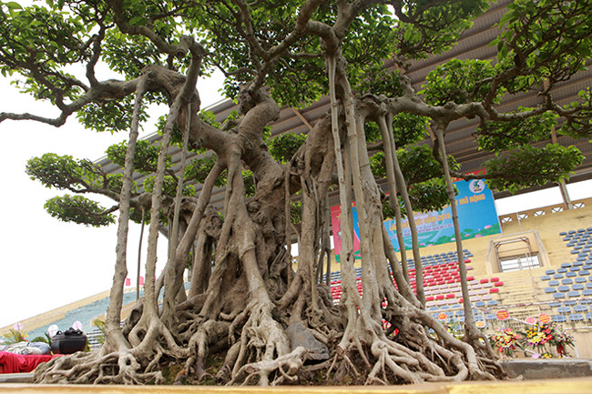 Từng đường cành nổi u cục, những rễ phụ tạo cho cây dáng vẻ khỏe khoắn. Nhìn tổng thể, cây sanh này như một cây đa làng thu nhỏ.