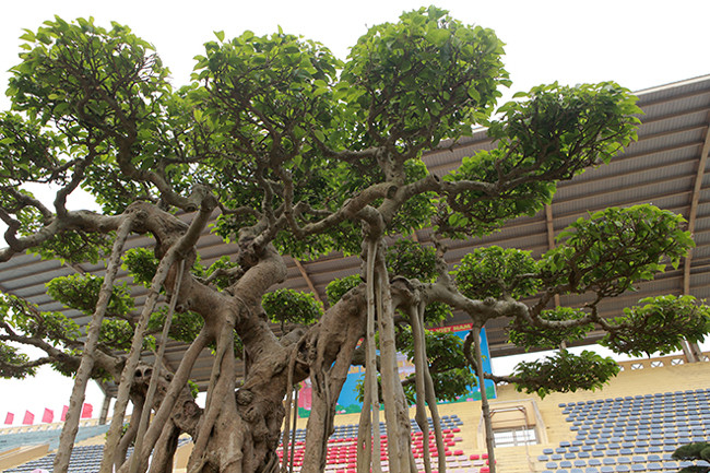 Để tạo được bộ tay cành nhỏ buông xuống như những bộ rễ phụ các nghệ nhân xưa phải làm rất kỳ công. Bông tán phân chia hợp lý, tạo khoảng trống để người xem cảm nhận được tay cành cuồn cuộn.