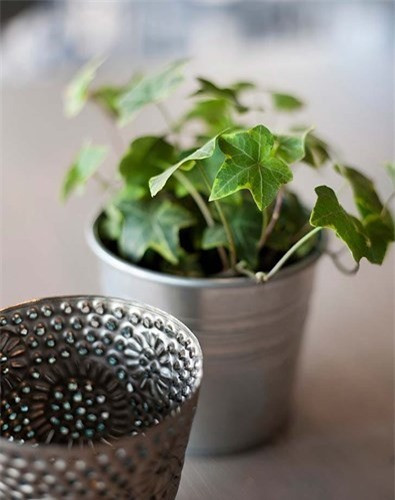 Phòng khách: Cây thường xuân. Cây này có khả năng hút bụi, lông vật nuôi và một số nguyên nhân gây dị ứng khác.