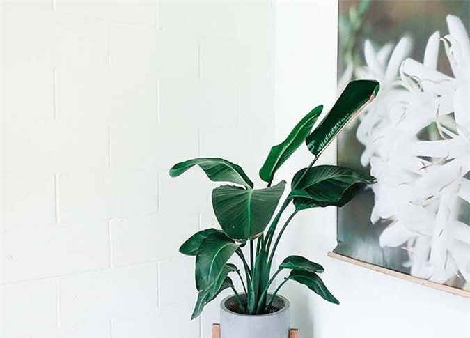 Văn phòng: Hoa thiên điểu. Một nghiên cứu năm 2011 cho thấy trồng loại cây này trong văn phòng có thể ngăn ngừa mệt mỏi và cải thiện sự tập trung.