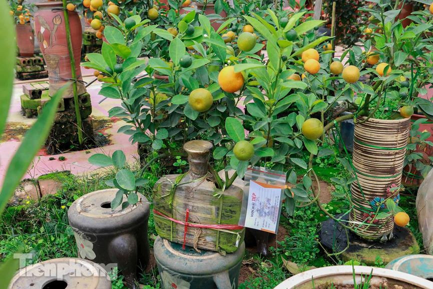 Mỗi chiếc cây có giá từ 2 trăm nghìn đồng đến cả triệu đồng tùy theo dáng và lọ.