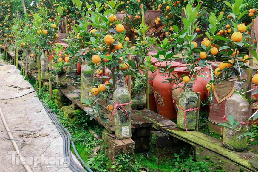 Còn khoảng nửa tháng nữa là đến Tết Âm lịch 2019, thời điểm người tiêu dùng tìm đến các chủ vườn quất cảnh để săn lùng những sản phẩm độc và lạ để chơi Tết.