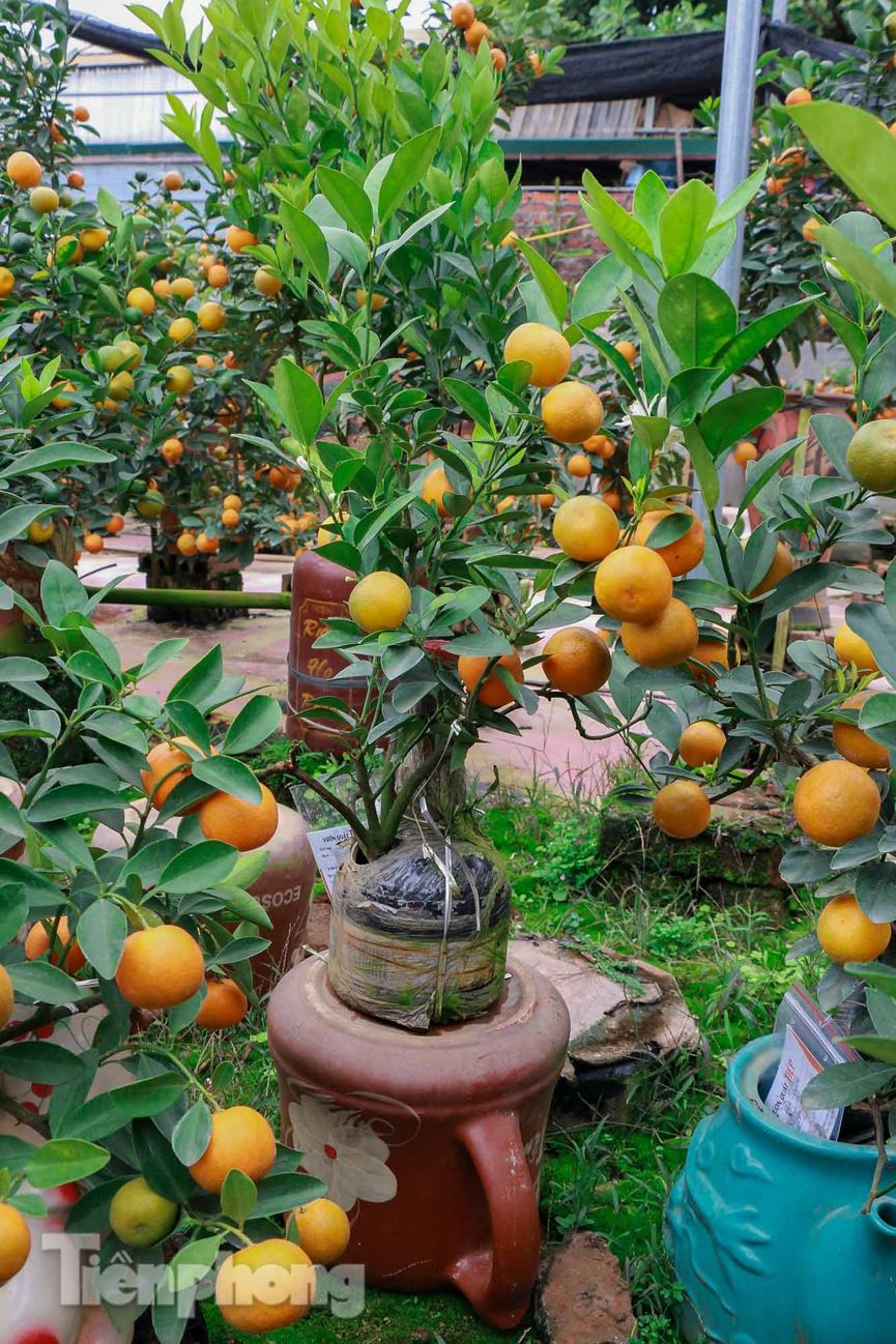 Việc trồng cây phải rất tỉ mỉ, cây trồng trong lọ dễ "chết" hơn so với trồng quất thông thường. Trời nắng dễ dẫn đến cây bị cháy rễ.