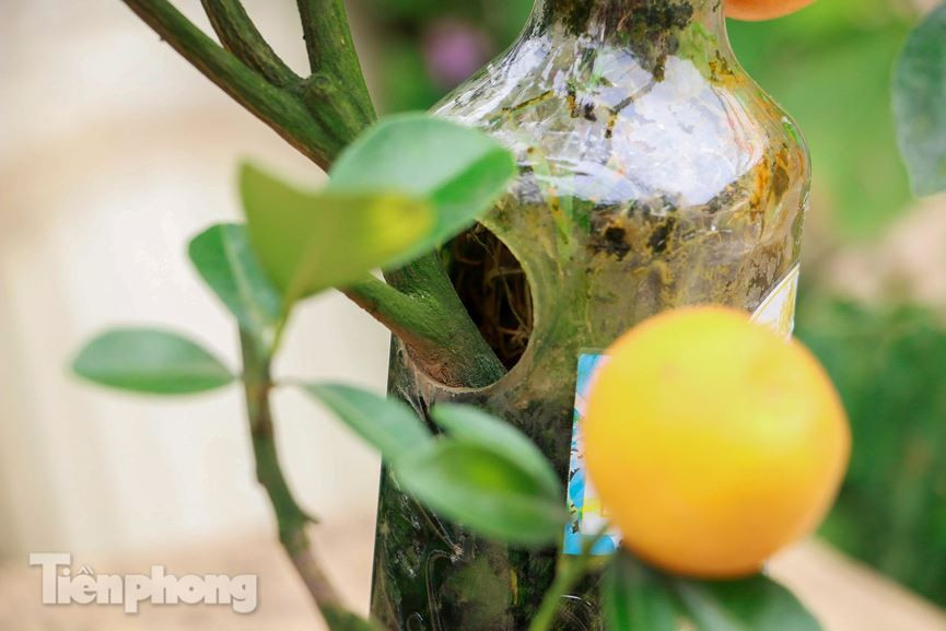 Trên mỗi chai thủy tinh đều được khoét một lỗ tròn vừa đủ để cho đất vào và để cho cây vươn ra tạo thế đẹp.