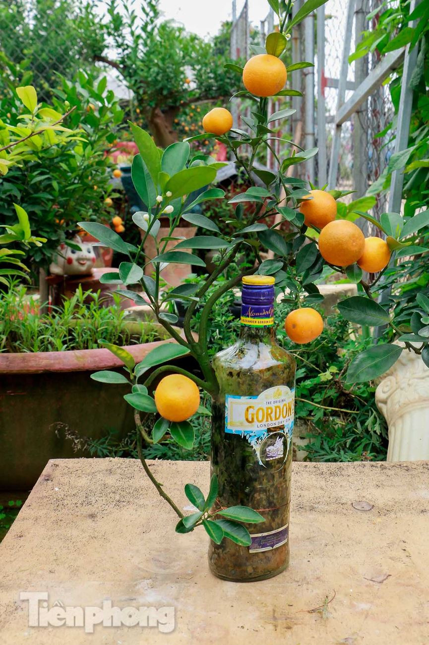 Với sự sáng tạo của mình, một chủ vườn đã tạo ra những dáng quất bonsai độc đáo được trồng trong những chai thủy tinh từ những chai rượu, chai vang, chai bia... đã được sử dụng.