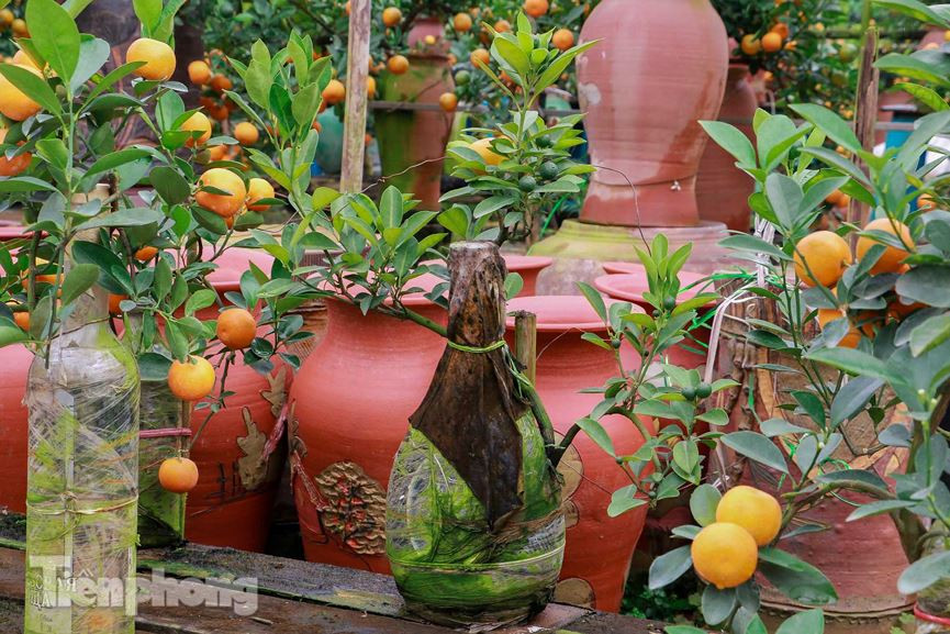 Để có những cây quất bonsai nhỏ xinh là một quá trình lao động với công sức bỏ ra vô cùng vất vả của những chủ vườn.