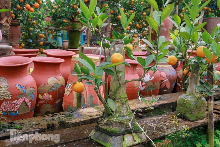 Miệng chai nhỏ khi cây quất lên cành vươn ra trông rất độc đáo, lạ mắt. Những cây quất bonsai độc đáo trồng trong lọ thủy tinh rất được chuộng trên thị trường bởi sự độc, lạ, phù hợp với giá cả tiêu dùng.
