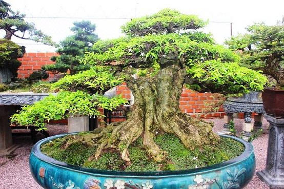 Gốc bonsai đang chờ khách đại gia.