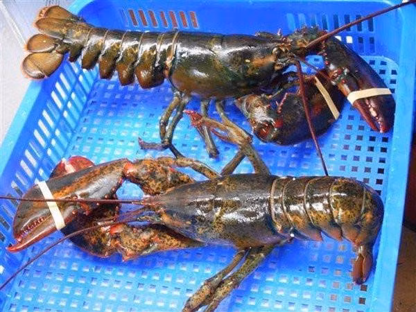 Tom hum Alaska 170.000 dong/kg ve VN ‘cong’ them bao nhieu thue phi?