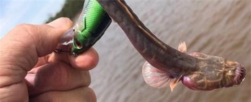 Con cá nhỏ, không mắt, có răng.