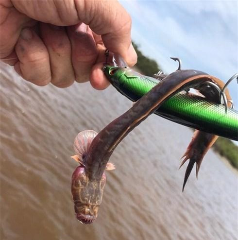 Con cá lạ bám chắc vào mồi câu.