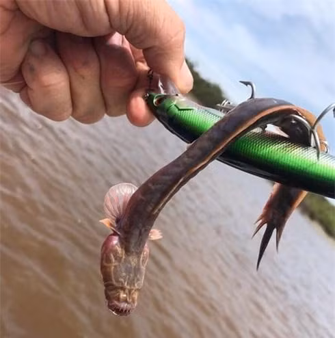 Con cá lạ bám chắc vào mồi câu. Con cá lạ bám chắc vào mồi câu.