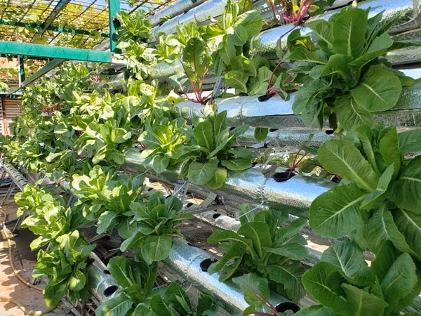 San thuong ngap rau cu qua mom mon cua ong bo Da Nang