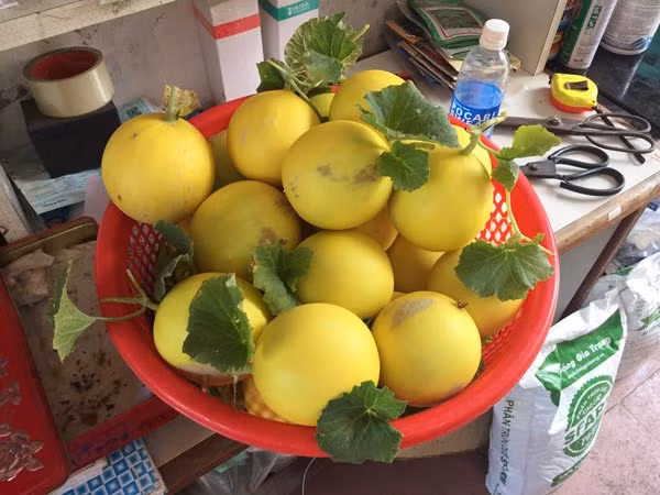 San thuong ngap rau cu qua mom mon cua ong bo Da Nang-Hinh-3