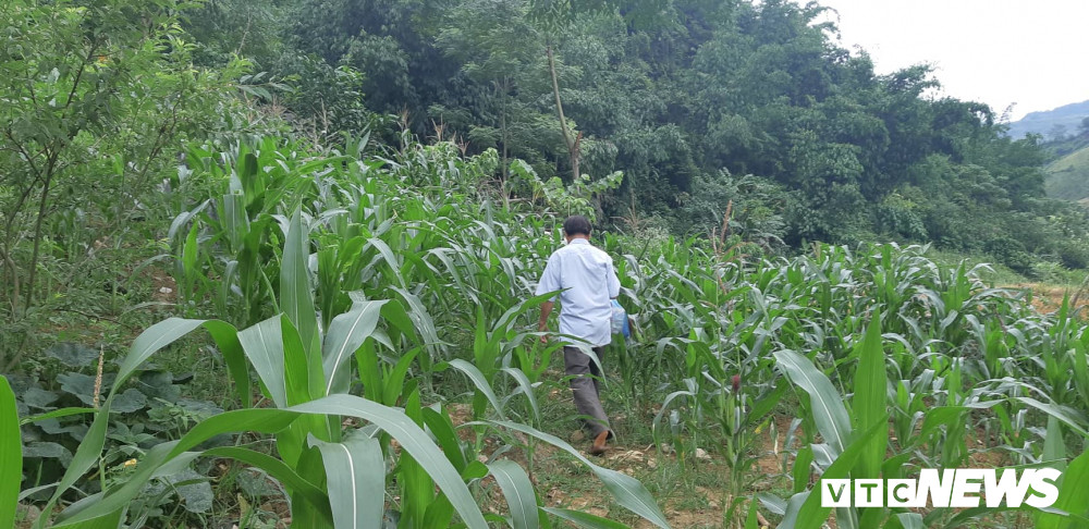 Cuc vang lap lanh trong rung va ky la cua hang khong pha noi-Hinh-2