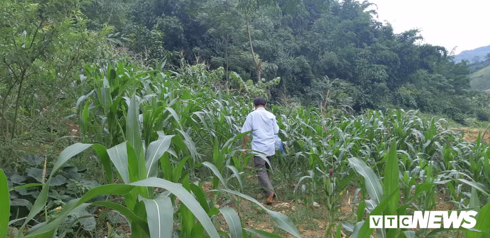 Cuc vang lap lanh trong rung va ky la cua hang khong pha noi-Hinh-2