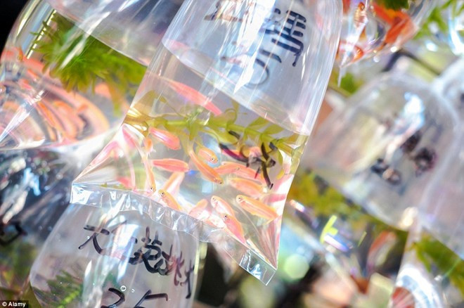 Ngoài cá vàng, ở đây còn bán thêm các giống cá nhiệt đới hay cá cánh bướm để phối thả trong bể. Ảnh Alamy