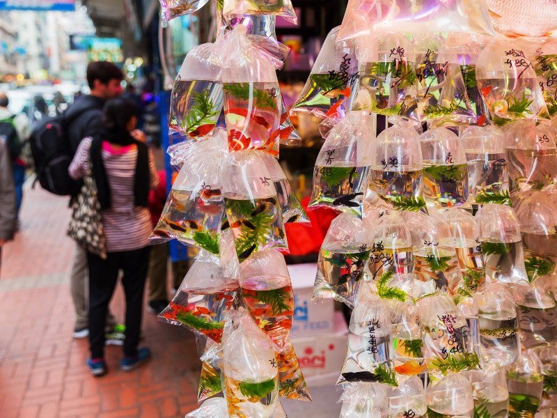 Tại Hong Kong (Trung Quốc), cá vàng được coi là biểu tượng của sự may mắn, thịnh vượng. Các con phố cá vàng đẹp đến nỗi được khách du lịch ví như thủy cung trên cạn. Bởi lẽ, chỉ cần đặt chân đến đây bất cứ ai cũng cản nhận được không gian tươi mát, nhiều màu sắc ngộ nghĩnh.