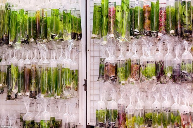 Tại các đây còn bán cả những loài thủy sinh, khách hàng có thể mua thêm để phối cảnh, tạo môi trường tự nhiên trong bể cả. Ảnh Alamy