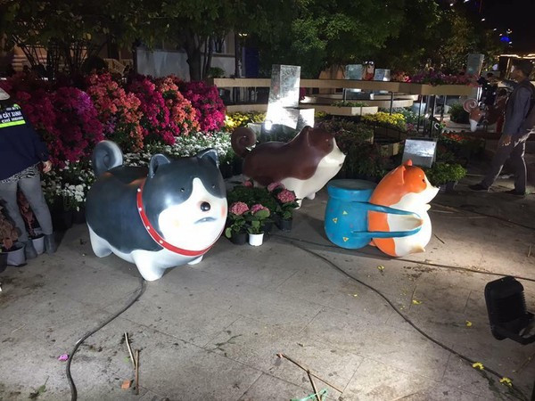 Đây là chó nhé không phải chuột túi đâu.