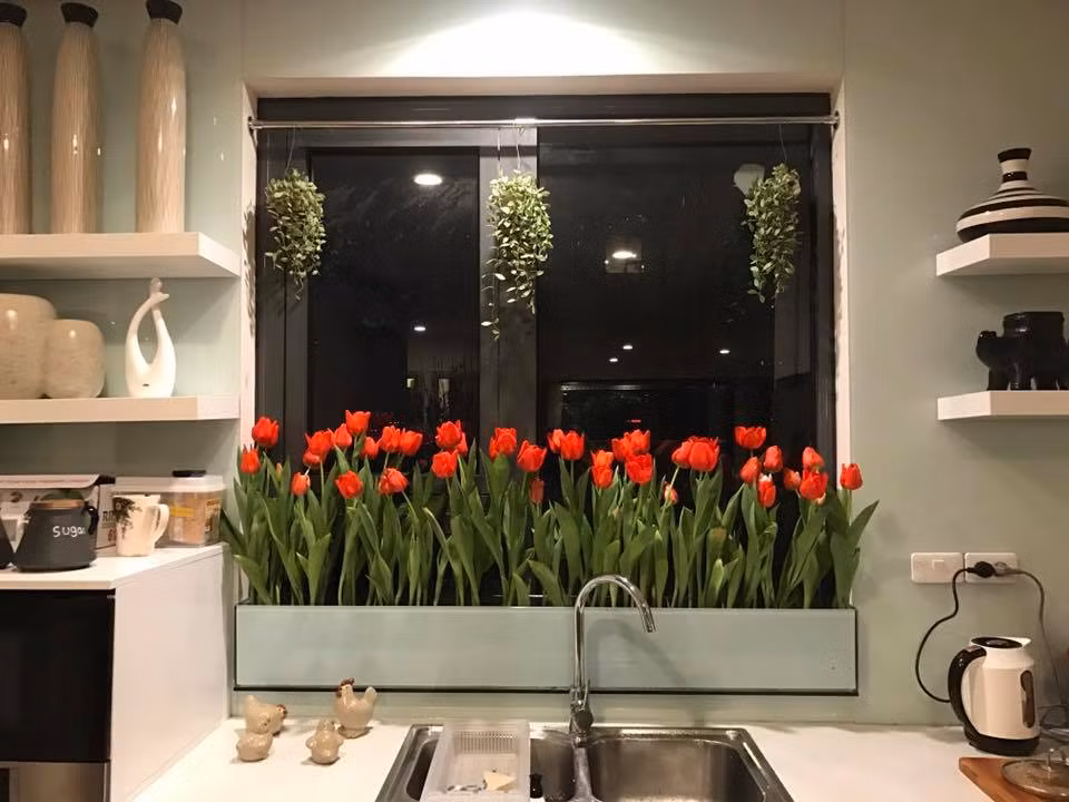 Chia sẻ ý tưởng độc đáo này, chị Thúy cho hay :" Vì khoang cửa sổ do chủ đầu tư thiết kế có phần hơi trống và thiếu điểm nhấn nên chị đã suy nghĩ và nảy ra ý định tạo một góc hoa vừa sinh động vừa mang lại không gian tràn đầy sức sống, không khí trong lành cho căn bếp nhỏ."