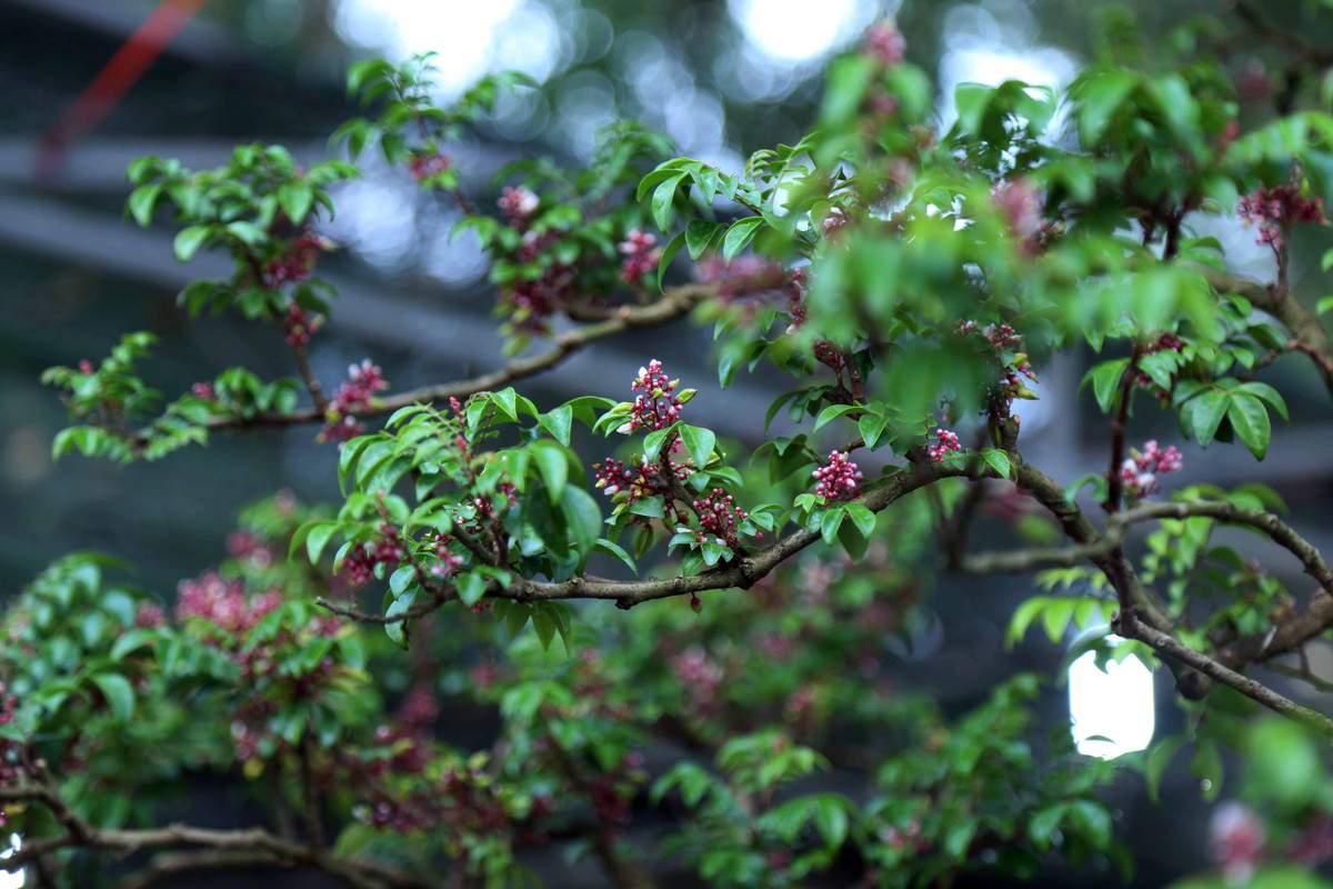 Về giá bán cây khế được tạo hình “độc” này ông Mến cho biết phải 500 triệu mới bán. “Cây khế này, bộ rễ có hình quái thú và hiếm có nên giá bán 500 triệu là hợp cho cả người bán và vừa cho người mua”, ông Mến nói.