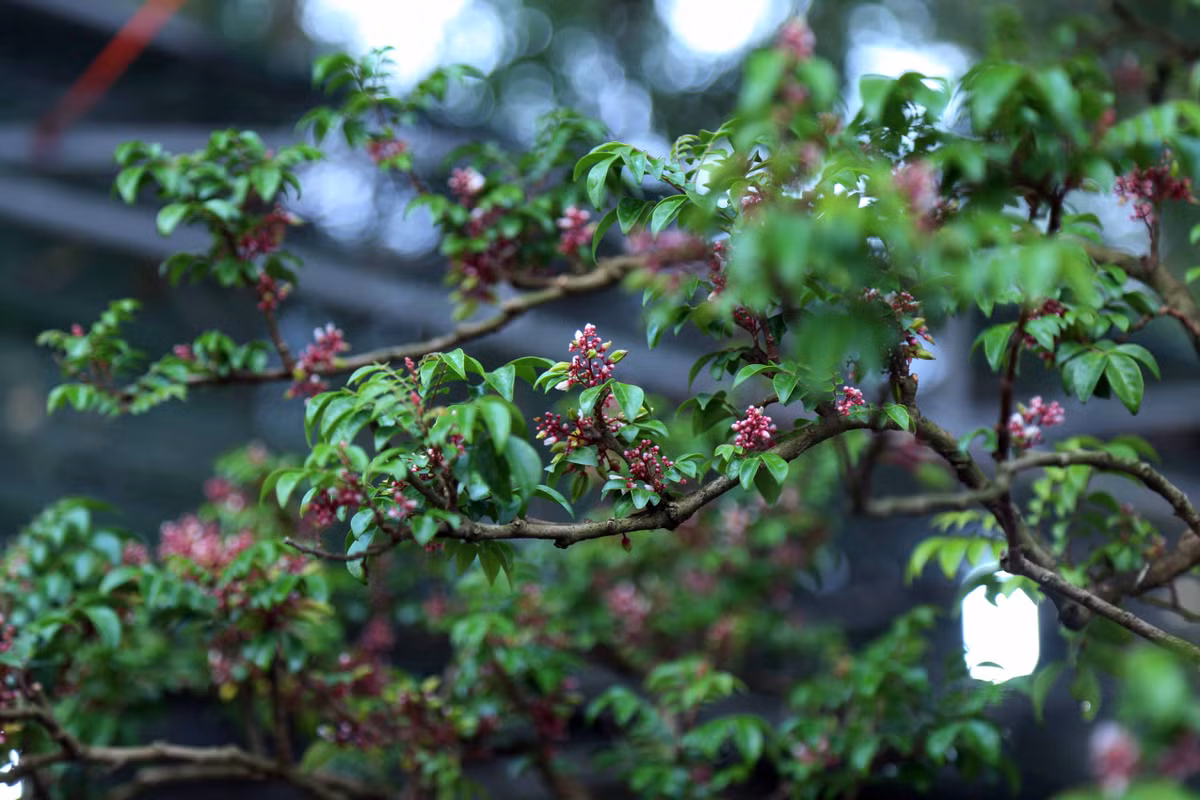 Về giá bán cây khế được tạo hình “độc” này ông Mến cho biết phải 500 triệu mới bán. “Cây khế này, bộ rễ có hình quái thú và hiếm có nên giá bán 500 triệu là hợp cho cả người bán và vừa cho người mua”, ông Mến nói.