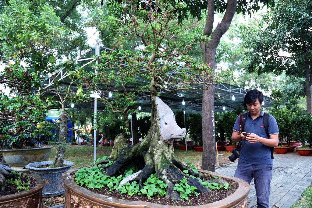 Chủ nhân của cây khế này ông Nguyễn Văn Mến, 50 tuổi, quê Chợ Lách, Bến Tre. Người dân, khách tham quan thích thú chụp ảnh với cây khế được tạo hình đầu heo. “20 năm trước tôi mua cây khế này của một gia đình tỉnh Trà Vinh sau đó đem về nhà chăm sóc. Khoảng thời gian từ đó đến nay, cây khế vẫn vậy chỉ có phát triển chi, thân không phát triển thêm”, ông Mến cho biết.