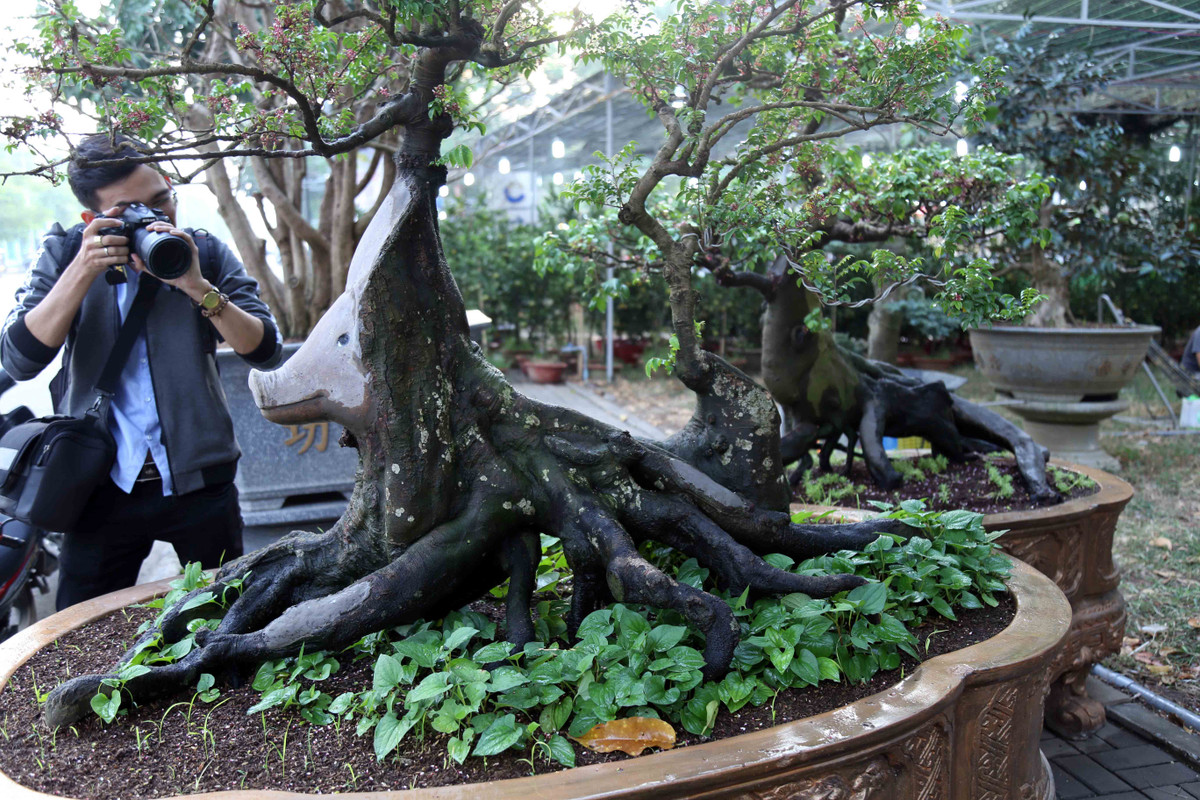 Theo nghệ nhân Mến đây là giống khế chua. “Trong quá trình chăm sóc, tạo dáng tôi phát hiện cây khế có dáng quái thú nên đã dùng keo tạo hình con đầu con heo cho độc đáo”, ông Mến chia sẻ. Nghệ nhân Mến cho biết phần tạo hình đầu heo gắn trên cây khế đơn giản và không tốn nhiều thời gian. Mỗi khi tưới nước khu vực được tạo hình đầu heo chuyển sang màu nâu.