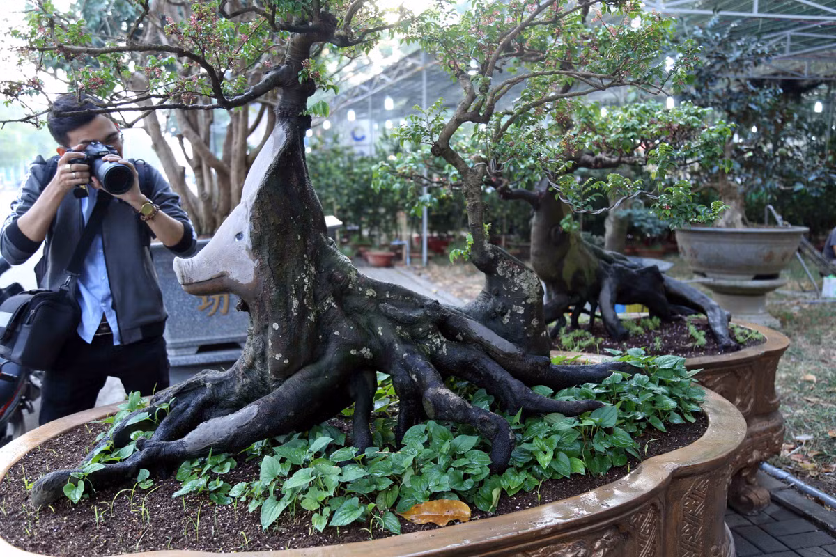 Theo nghệ nhân Mến đây là giống khế chua. “Trong quá trình chăm sóc, tạo dáng tôi phát hiện cây khế có dáng quái thú nên đã dùng keo tạo hình con đầu con heo cho độc đáo”, ông Mến chia sẻ. Nghệ nhân Mến cho biết phần tạo hình đầu heo gắn trên cây khế đơn giản và không tốn nhiều thời gian. Mỗi khi tưới nước khu vực được tạo hình đầu heo chuyển sang màu nâu.