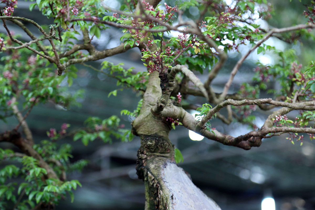 Phần ngọn của cây khế phát triển xanh tốt. Rất nhiều người đi đường thấy cây khế có dáng “độc” nên dừng xe lại xem và chụp ảnh. Theo nghệ nhân Mến, cây khế của ông cho ra hoa trái quanh năm. “Hết một đợt trái chín tôi lại cho ra thêm một đợt hoa nữa. Cứ thế kéo dài liên tục nhiều lần trong năm”, ông Mến cho biết.