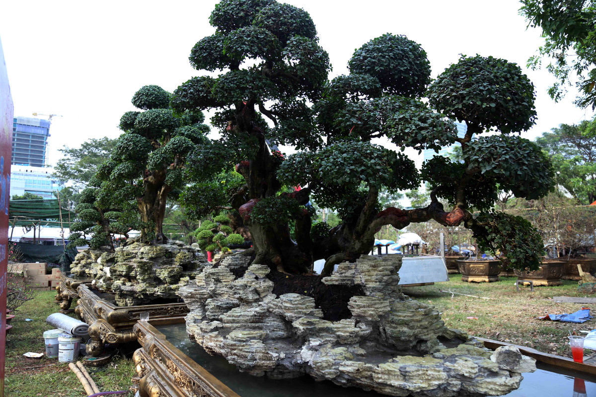 Nhiều cây kiểng, bonsai “khủng” được các nghệ nhân vận chuyển đến để tham gia hội hoa xuân Phú Mỹ Hưng.