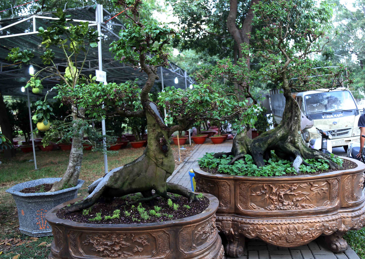 Ngoài cây khế trên, ông Mến còn mang đến hội hoa xuân Phú Mỹ Hưng một cây khế theo ông là có hình “quái thú” và cũng bán với giá 500 triệu đồng. Một số người đến tham quan cho biết giá bán cây khế như vậy là cao. “Năm nay năm Kỷ Hợi cây khế được tạo hình con heo cũng thấy đẹp, bản thân tôi rất thích. Tuy nhiên, nếu bỏ số tiền hàng trăm triệu để mua cây này thì không dám”, anh Nguyễn Hữu (ngụ quận 7) chia sẻ.