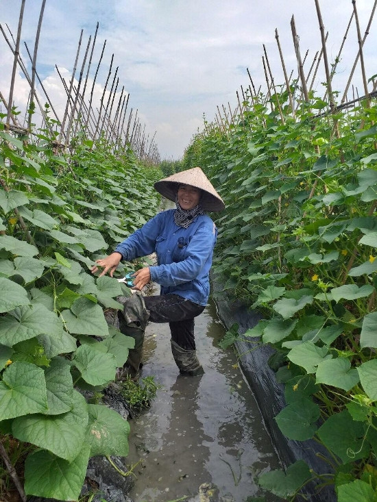 Nông dân Hưng Long đang thu hoạch dưa chuột vụ hè thu với niềm vui được mùa, được giá
