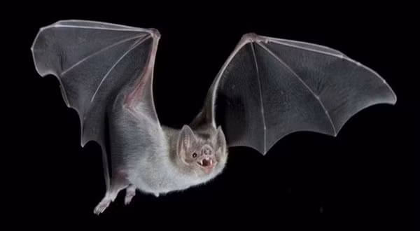 Theo khoa học thì dơi là một loài vô cùng nhạy bén nên nó có thể “ngửi” ra nơi có dòng khí tốt. Chính vì vậy, nơi nào dược dơi chọn làm tổ thì đó là nơi có vận khí tốt sẽ có nhiều tin vui trong nhà. 