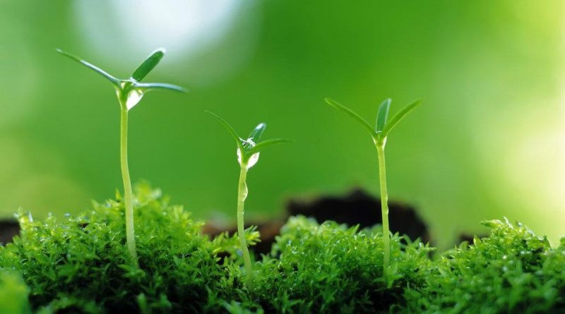 Cây cối đâm chồi nảy lộc: Khi bạn thấy cây cối trong nhà mình đột nhiên bừng sức sống đâm chồi nảy lộc đơm hoa kết trái đó chính là biểu hiện phong thủy tốt trong nhà sẽ có tin vui. 