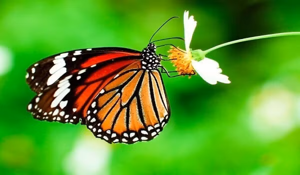 Bướm bay vào nhà: Trong quan niệm dân gian nếu đột nhiên bạn phát hiện trong nhà của mình có bướm bay vào thì vận may đang tới, bạn sắp gặp được quý nhân làm gì cũng thuận lợi dễ dàng. Nếu con bướm bay vào nhà có màu sắc tươi sáng sẽ mang tin tốt liên quan đến tình cảm, nhân duyên. 