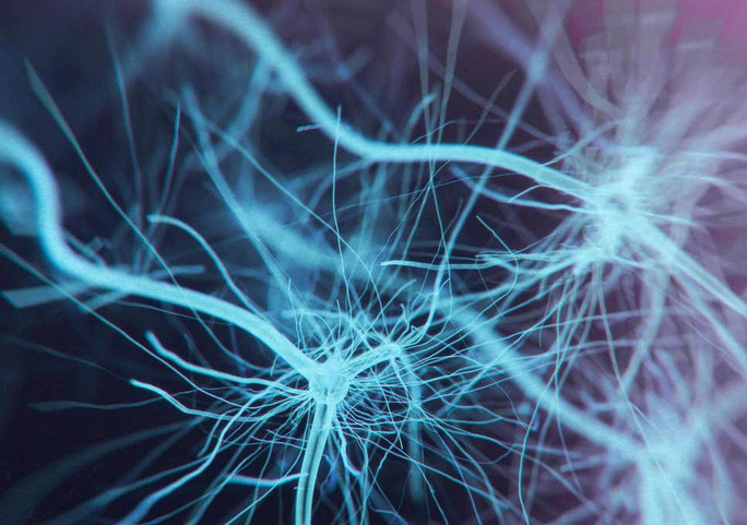 Phat hien co quan moi trong… co the nguoi