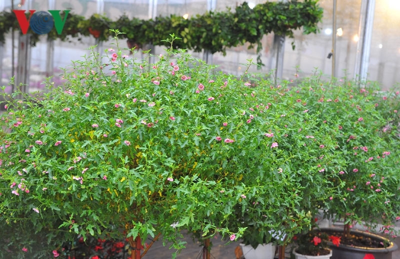 Đây là loài hoa đẹp, cho hoa quanh năm, hợp với khí hậu nhiệt đới và ôn đới.