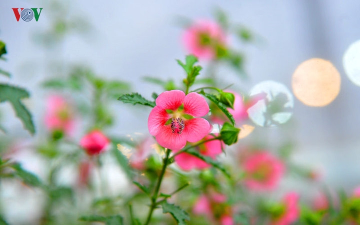 Cũng giống như hoa đào, cẩm quỳ thân gỗ có 2 màu hoa căn bản là hồng đậm và hồng nhạt.