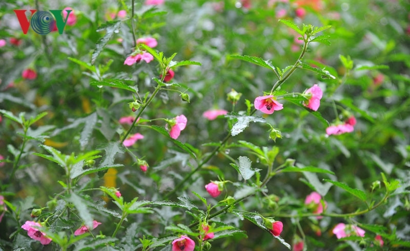 Sắc hồng rực rỡ của hoa và sự tươi tốt của lá cẩm quỳ được cho là sẽ đem lại nhiều may mắn trong năm mới, chị Kim Oanh (ở quận Long Biên, Hà Nội), vị khách vừa chi 5 triệu mua 1 chậu hoa cẩm quỳ về chơi Tết chia sẻ.