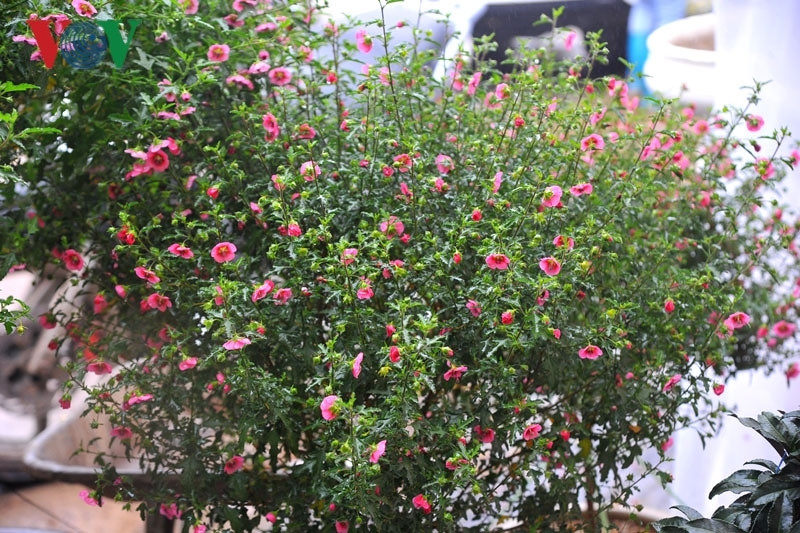 Đây là loại hoa lạ nhưng rất nhiều khách tìm mua, chị Hân, chủ siêu thị hoa cây cảnh Hoàng Kim cho hay.