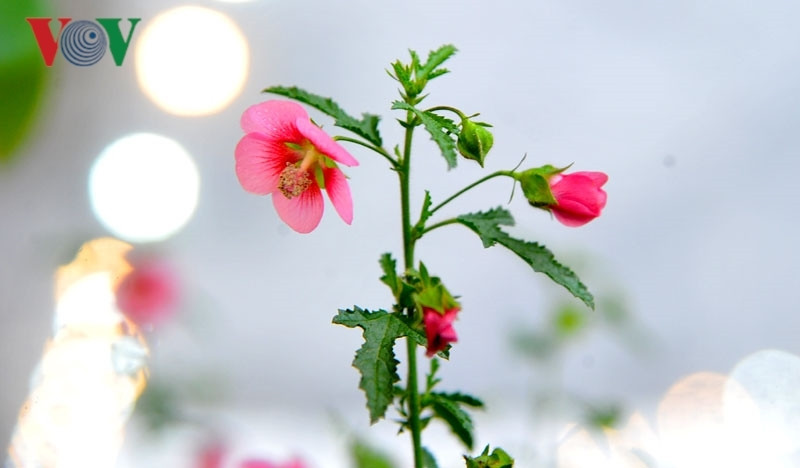 Chỉ cần giữ độ ẩm cho cây và thỉnh thoảng cho cây ra "sưởi" nắng.